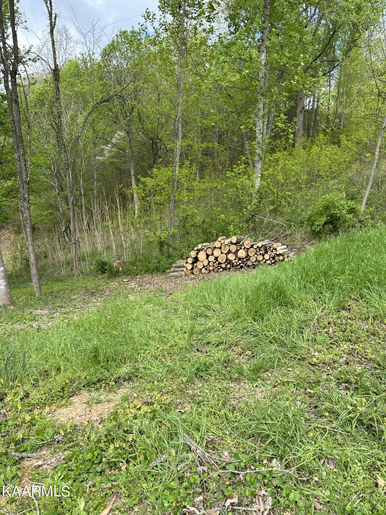 5-acres Flat Hollow Road Speedwell, TN 37870 - Photo 8 of 8 IMG_0863