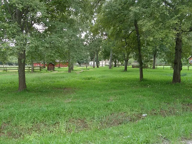 a view of a trees in a park