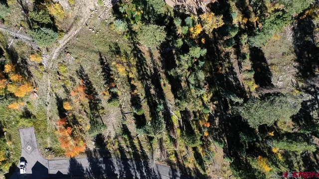 a view of a tree in a forest