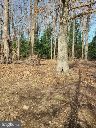 a view of a yard with large trees