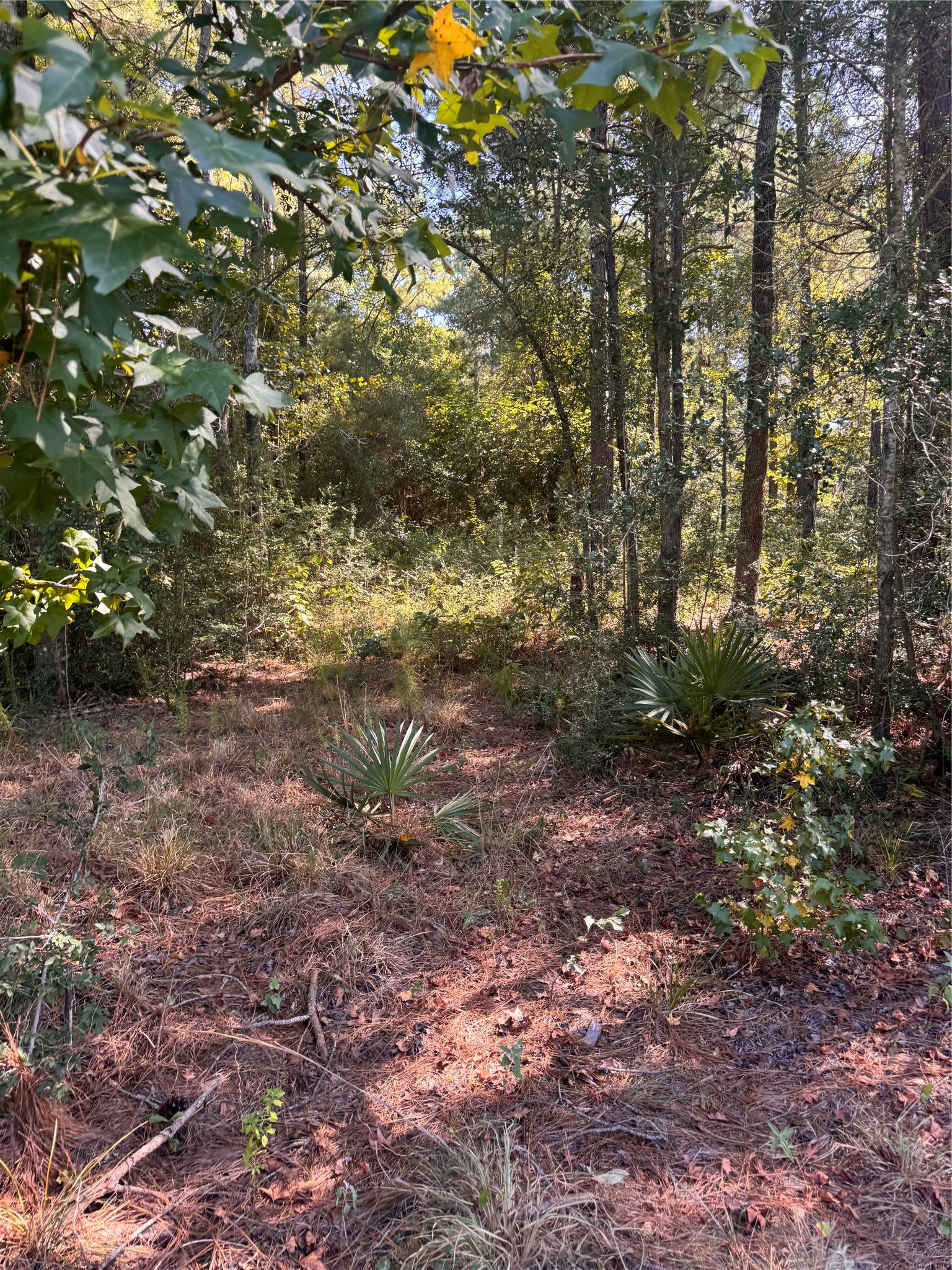 62 Fire Sky Road Huntsville, TX 77340 - Photo 3 of 22 Gallery Image 3
