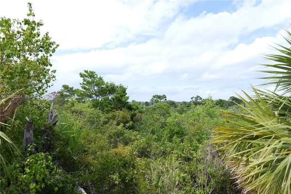 view of a bunch of trees