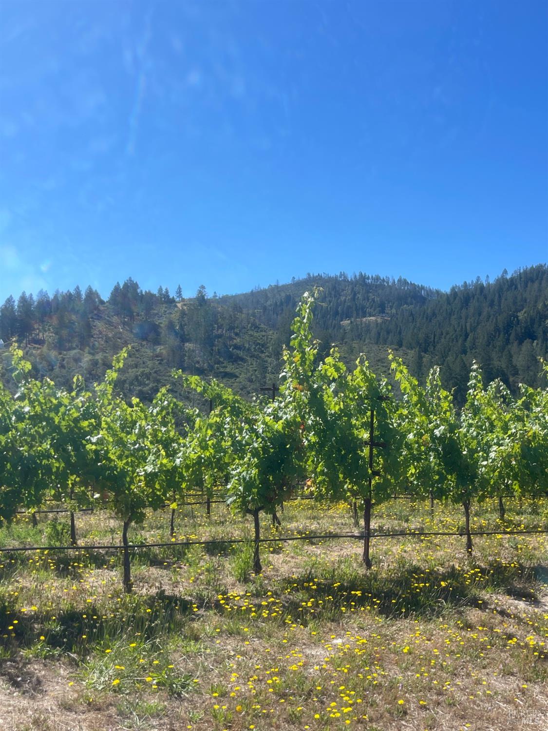 0 Diamond Mountain Road Calistoga, CA 94515 - Photo 8 of 19