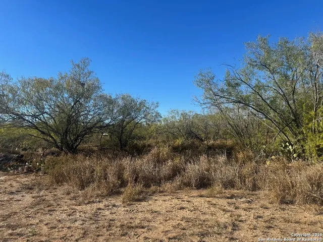 a view of a dry yard with trees