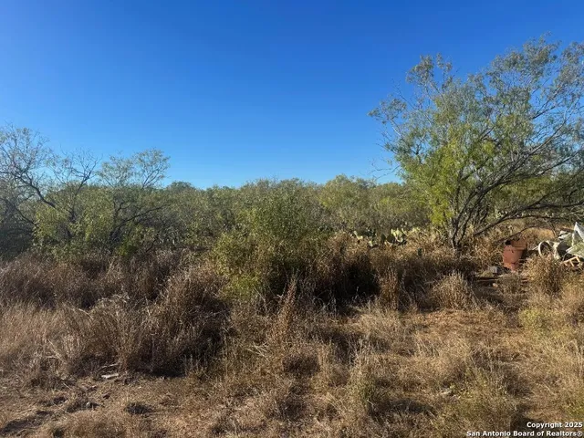 a view of a forest with a tree