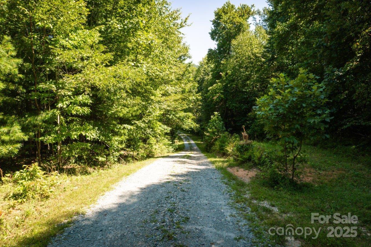 Tbd Flat Springs Road Elk Park, NC 28622 - Photo 20 of 48 a view of a yard with a tree