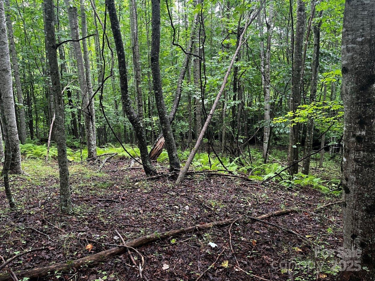Tbd Flat Springs Road Elk Park, NC 28622 - Photo 26 of 48 a view of outdoor space and green space