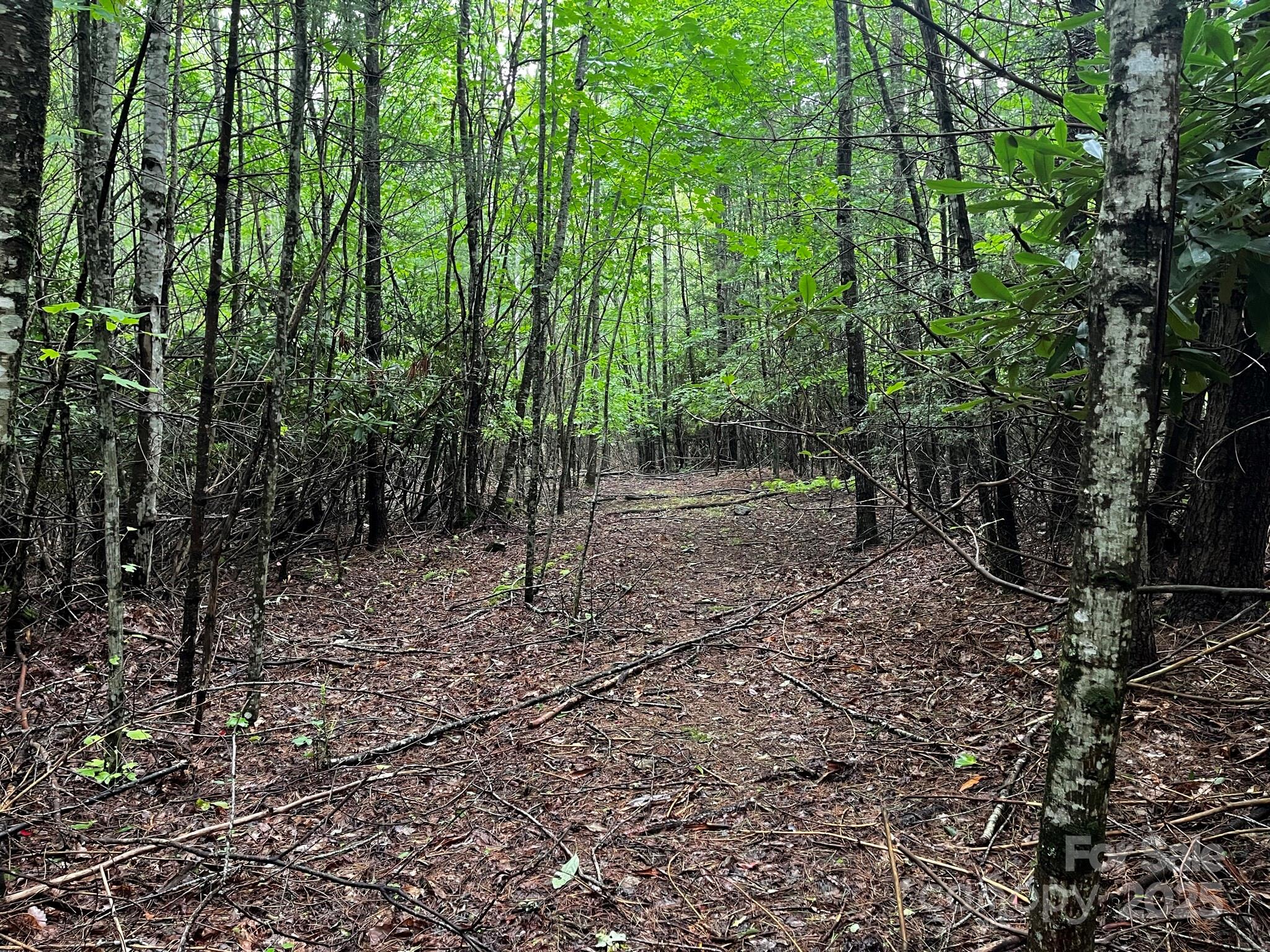 Tbd Flat Springs Road Elk Park, NC 28622 - Photo 27 of 48 a backyard of a house with lots of plants and large trees