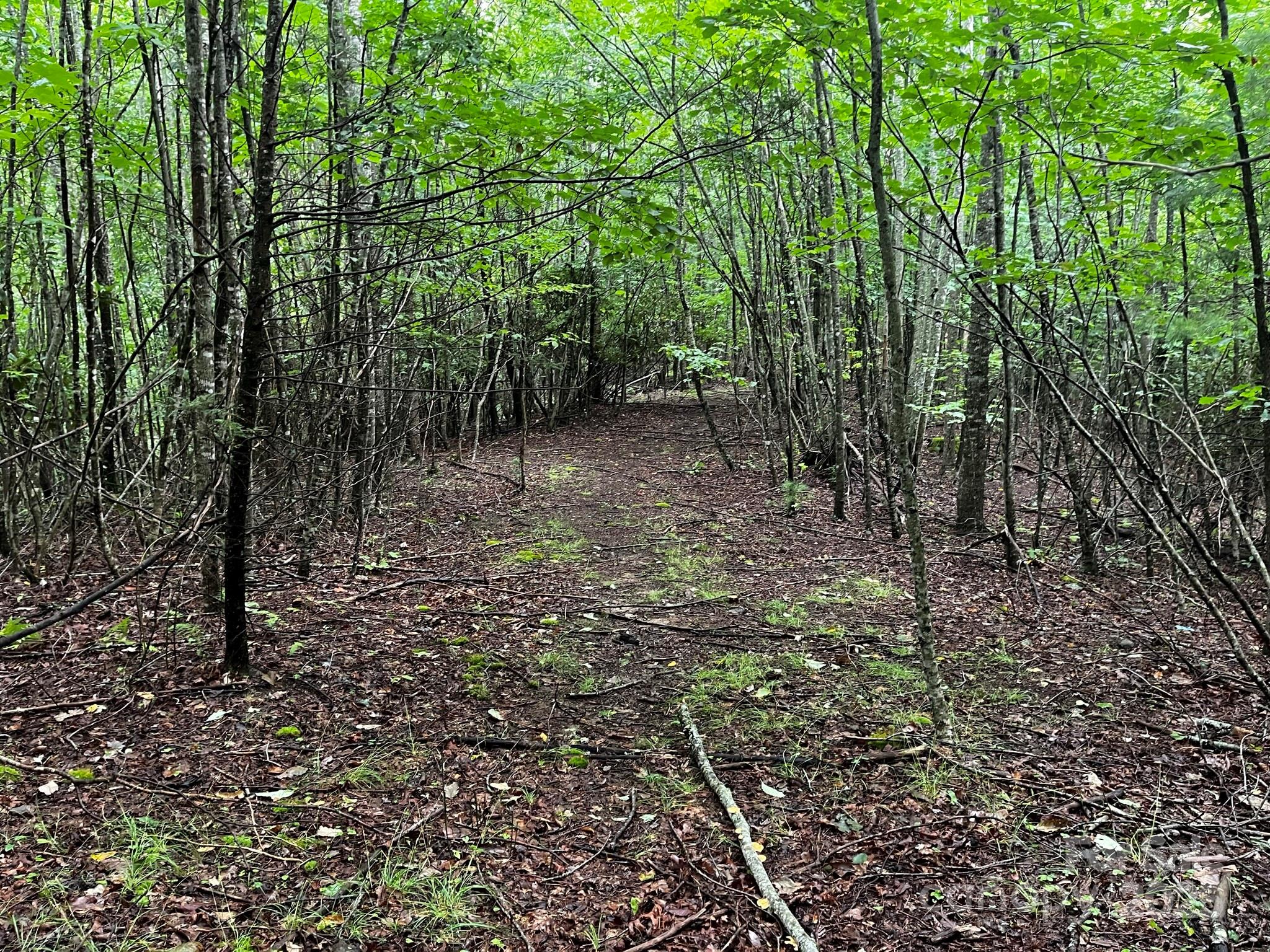 Tbd Flat Springs Road Elk Park, NC 28622 - Photo 30 of 48 a view of a forest with trees in the background