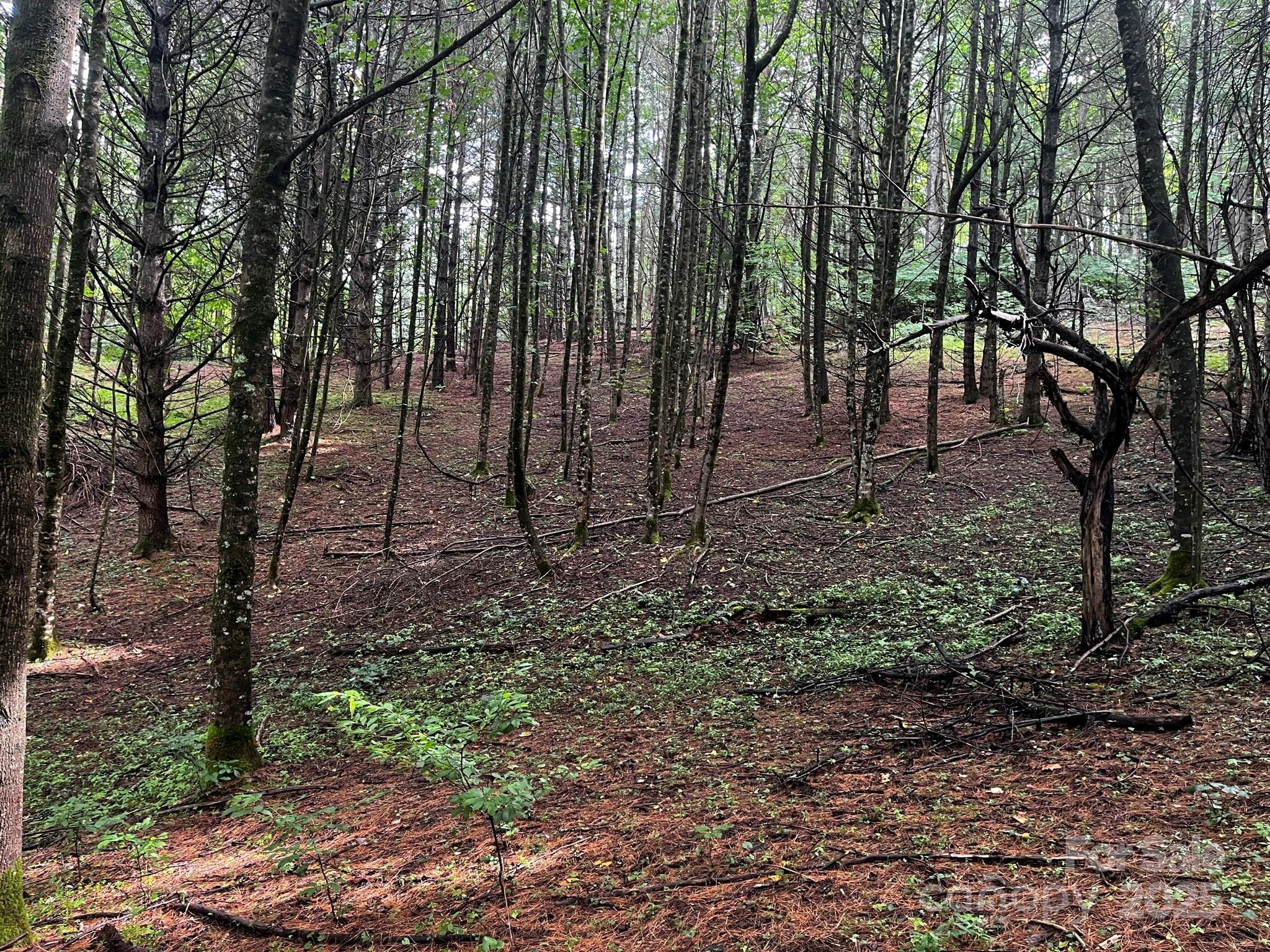 Tbd Flat Springs Road Elk Park, NC 28622 - Photo 32 of 48 a view of outdoor space with lots of trees