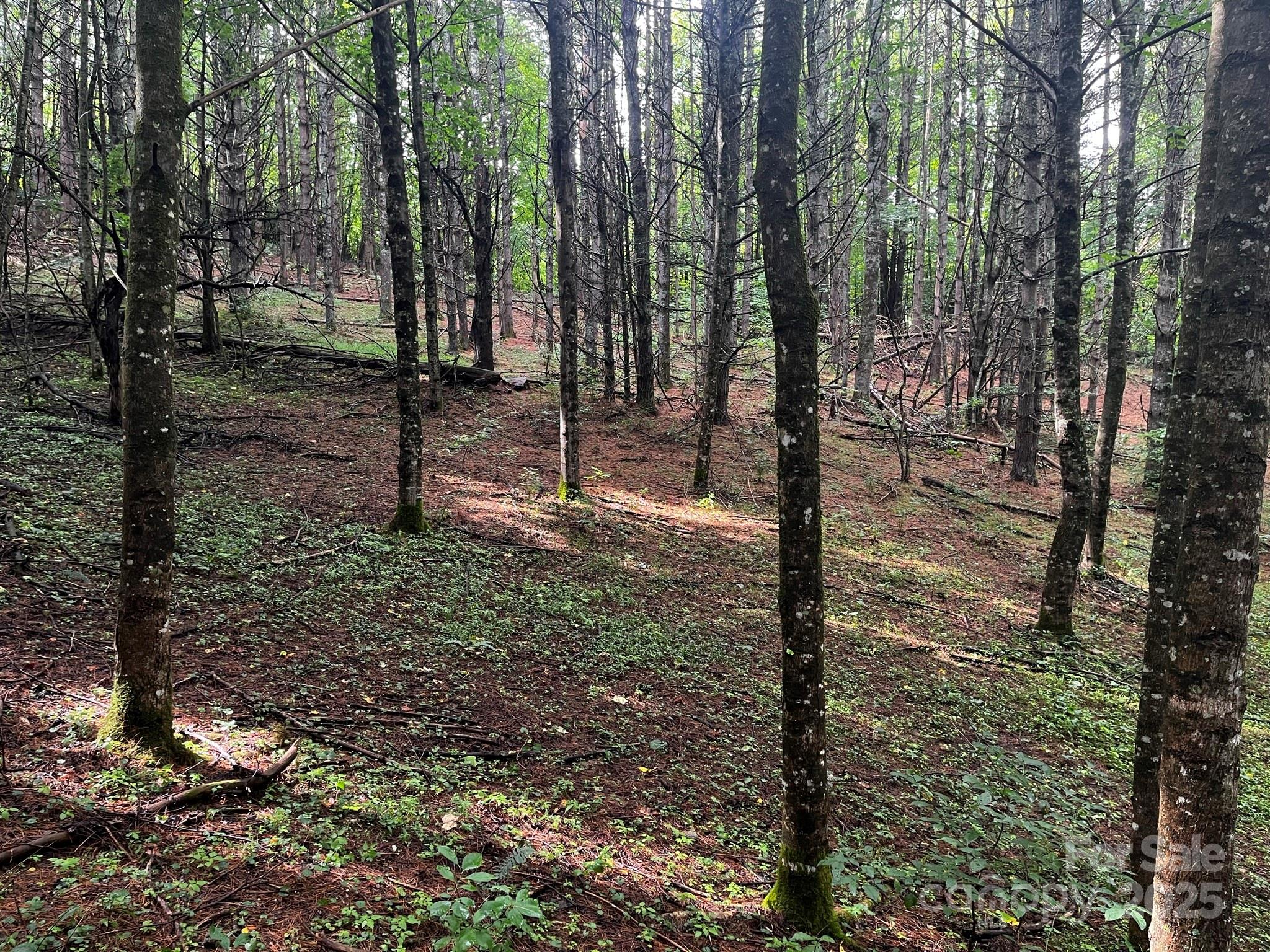 Tbd Flat Springs Road Elk Park, NC 28622 - Photo 33 of 48 a view of a forest filled with trees