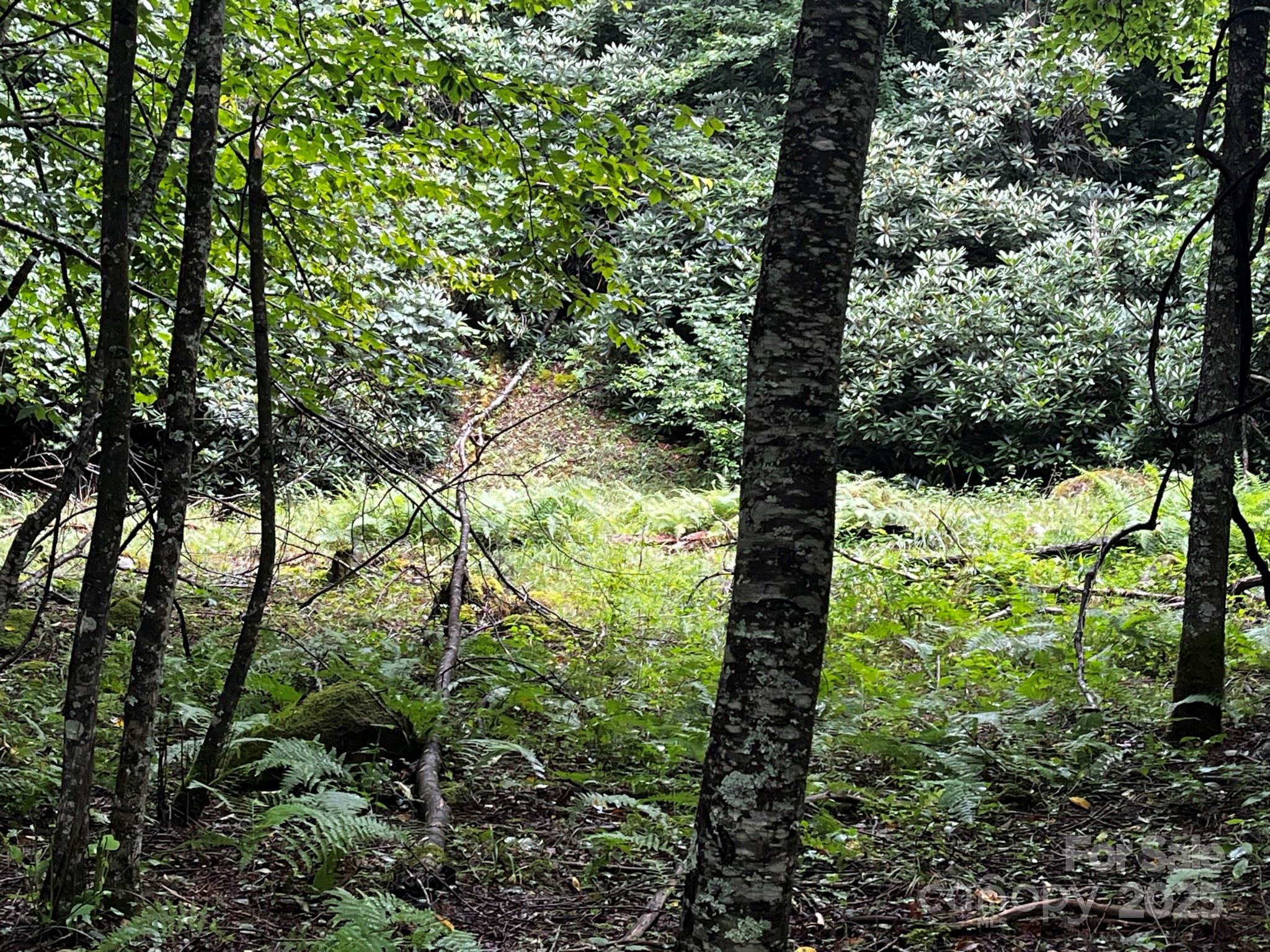 Tbd Flat Springs Road Elk Park, NC 28622 - Photo 34 of 48 a view of tree