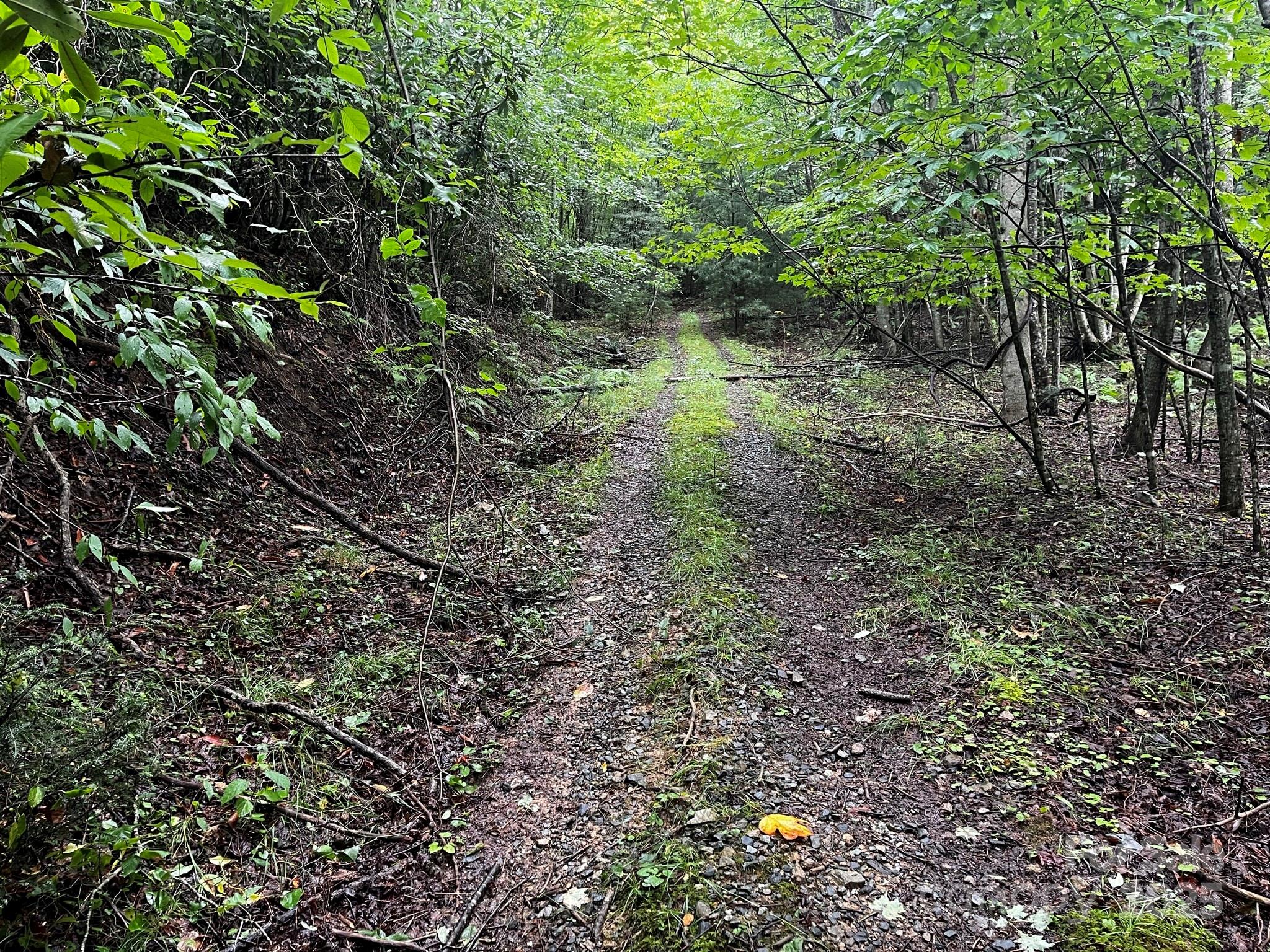 Tbd Flat Springs Road Elk Park, NC 28622 - Photo 35 of 48 a view of a forest that has a tree