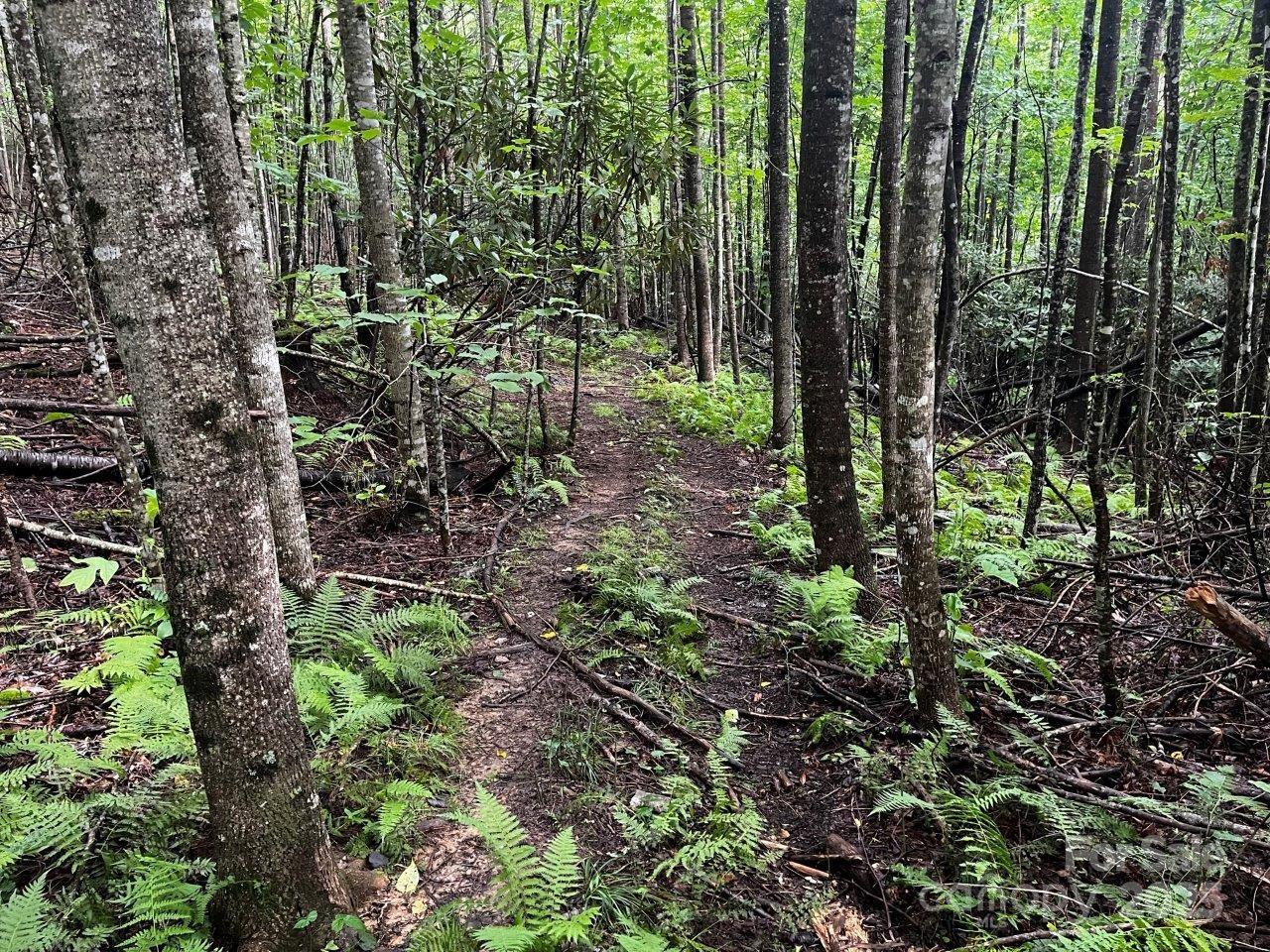 Tbd Flat Springs Road Elk Park, NC 28622 - Photo 36 of 48 a view of forest