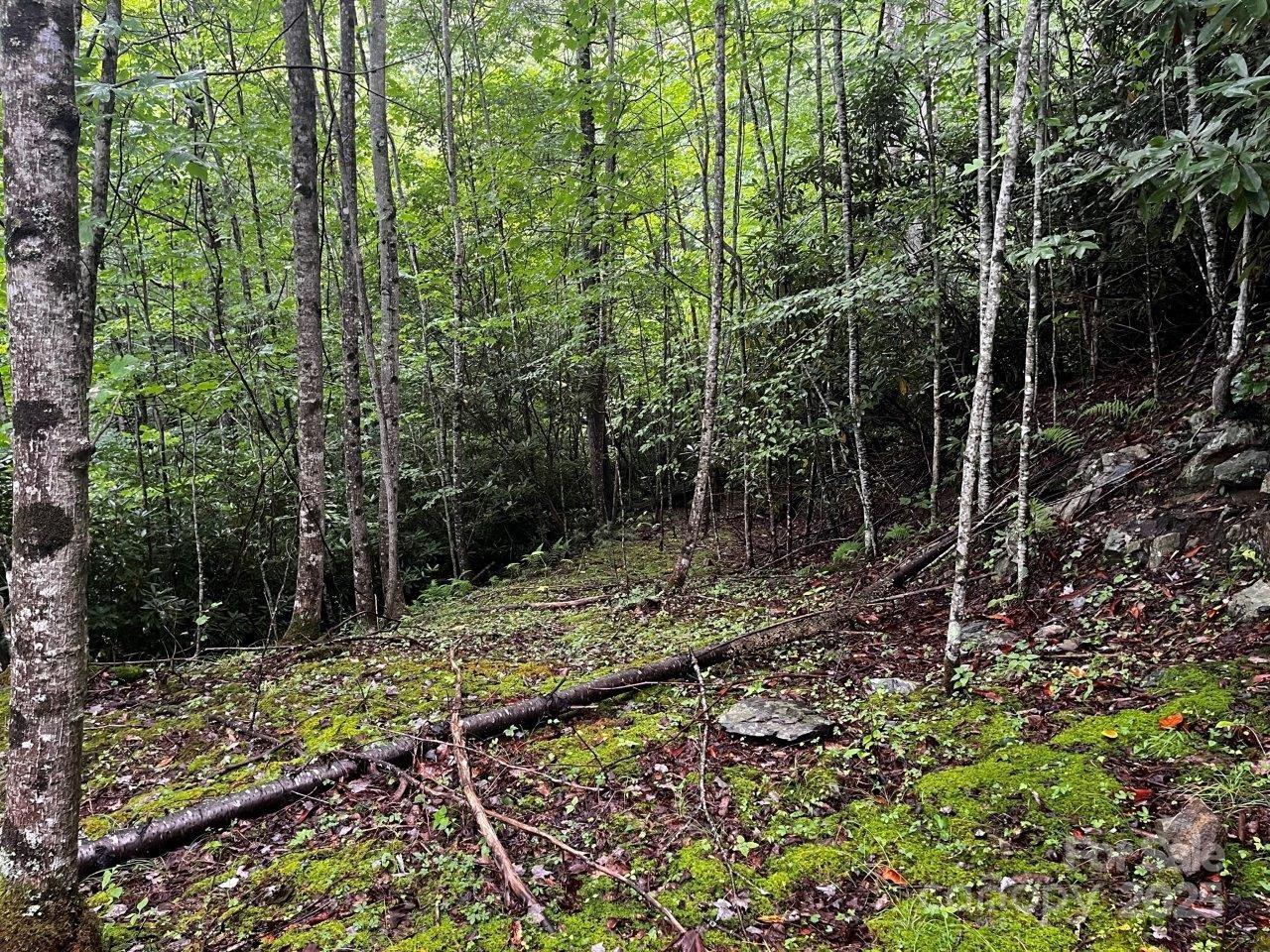 Tbd Flat Springs Road Elk Park, NC 28622 - Photo 38 of 48 a view of a forest with lots of trees