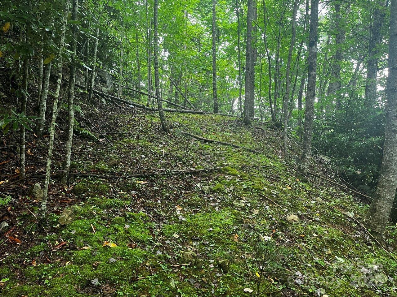 Tbd Flat Springs Road Elk Park, NC 28622 - Photo 39 of 48 a view of outdoor space and green space