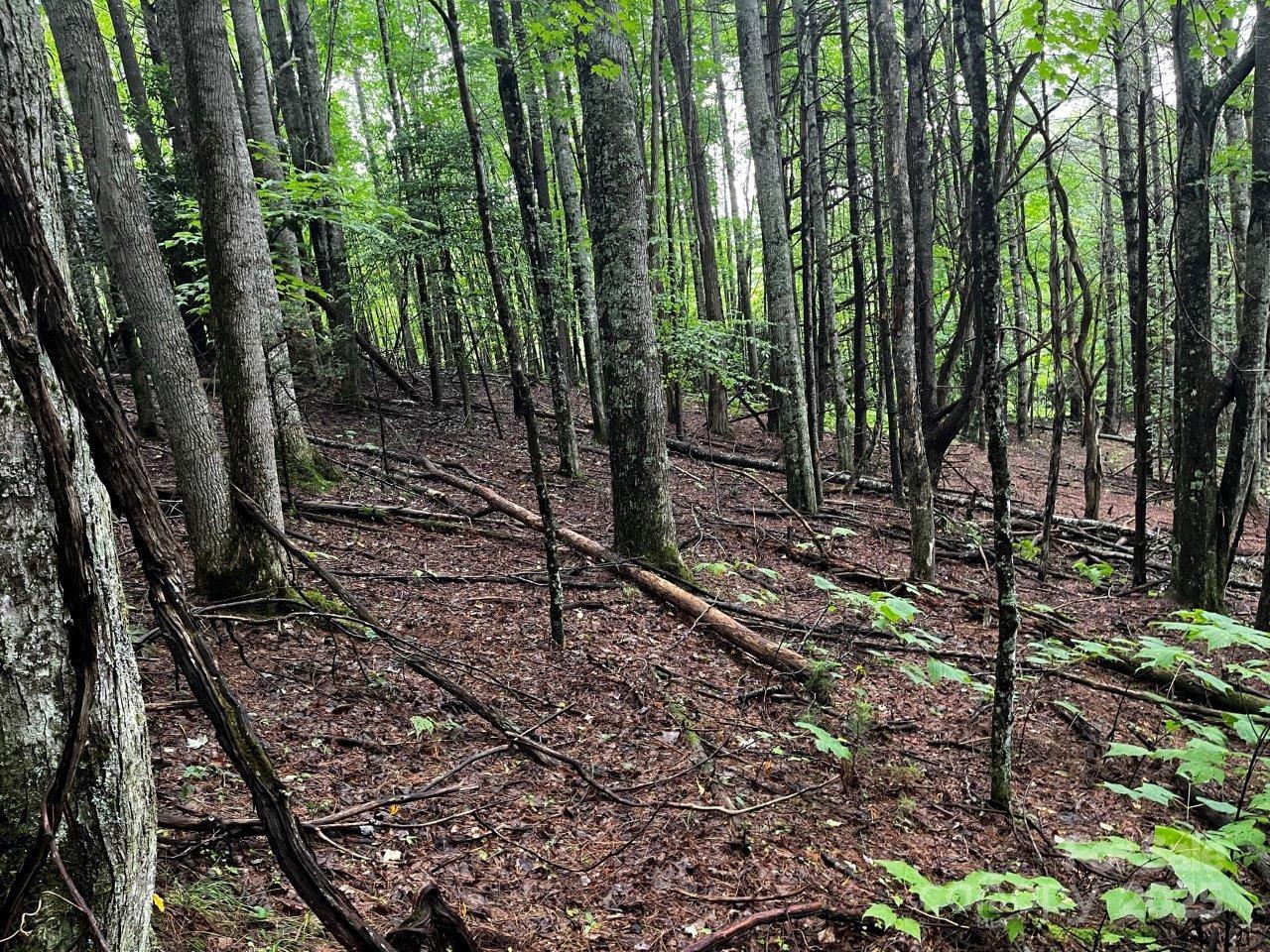 Tbd Flat Springs Road Elk Park, NC 28622 - Photo 40 of 48 a view of a forest with trees
