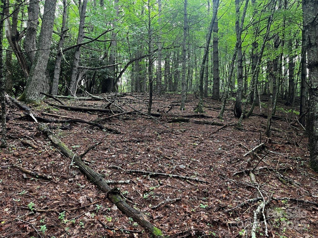 Tbd Flat Springs Road Elk Park, NC 28622 - Photo 41 of 48 a view of a backyard with trees