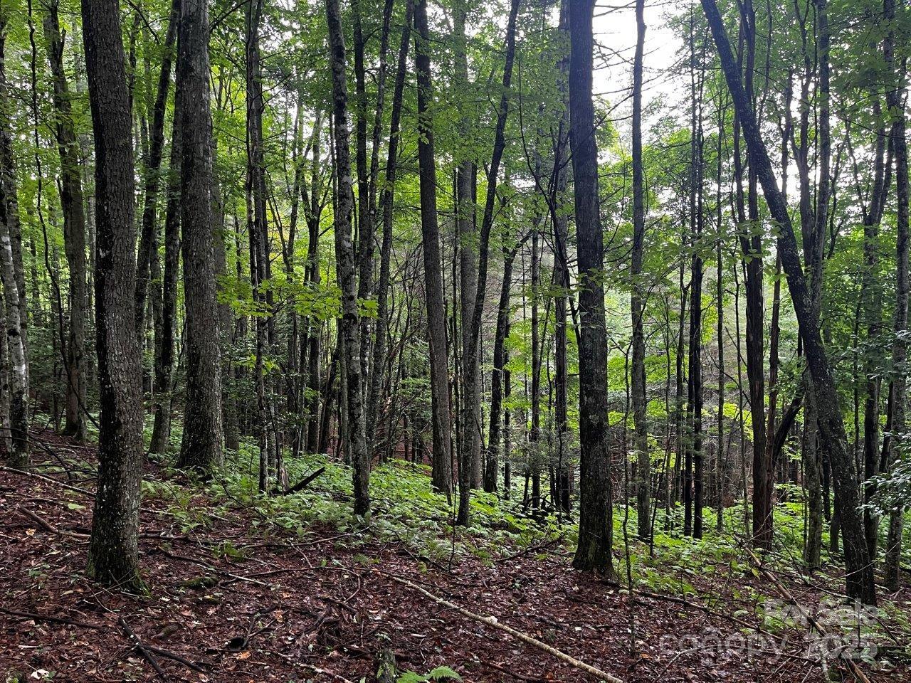 Tbd Flat Springs Road Elk Park, NC 28622 - Photo 42 of 48 a view of outdoor space and green space
