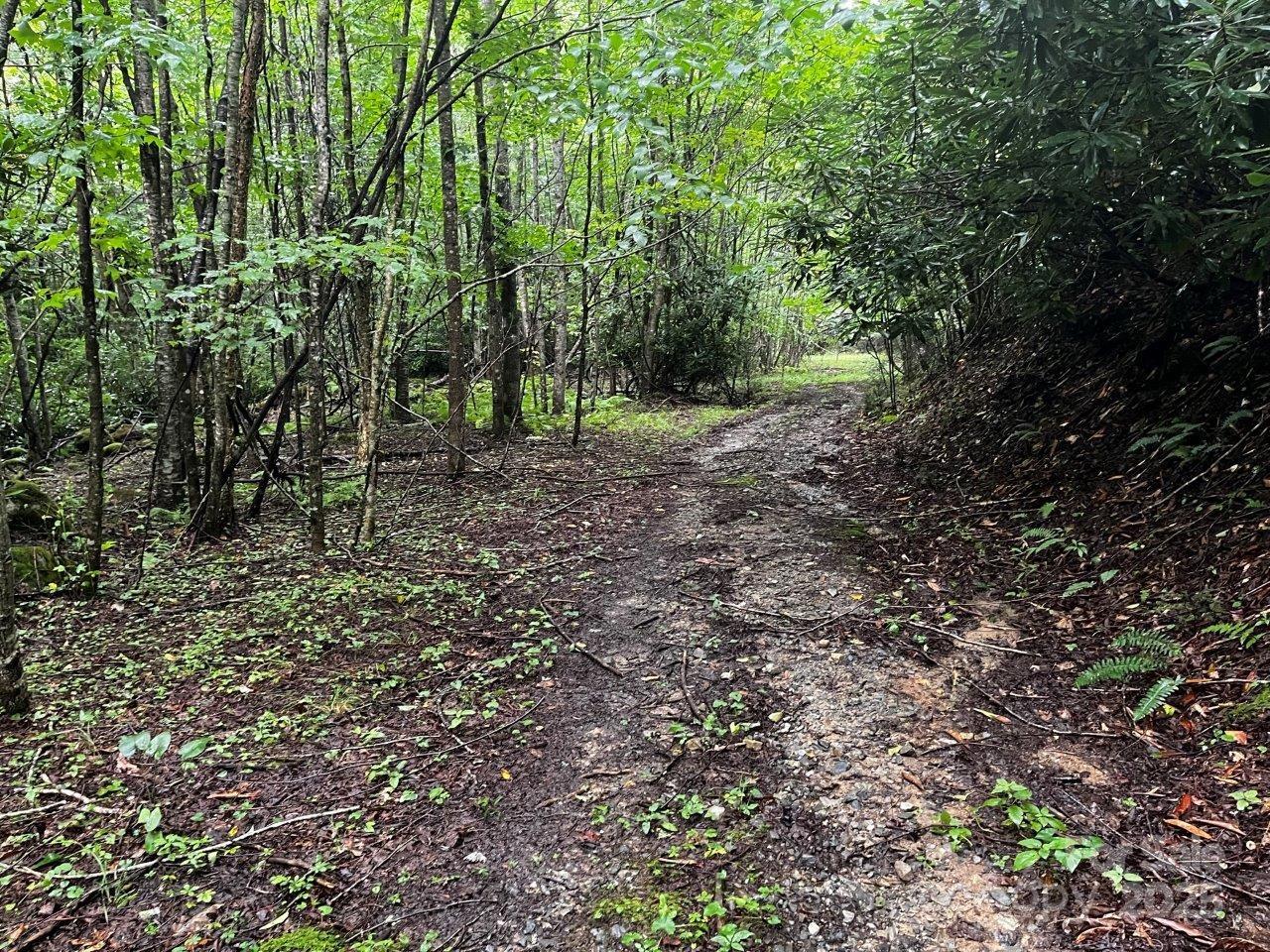 Tbd Flat Springs Road Elk Park, NC 28622 - Photo 43 of 48 a view of a forest with trees in the background