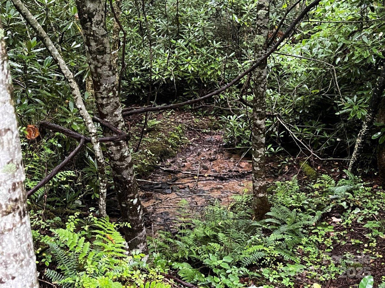 Tbd Flat Springs Road Elk Park, NC 28622 - Photo 44 of 48 a view of a tree with a plant
