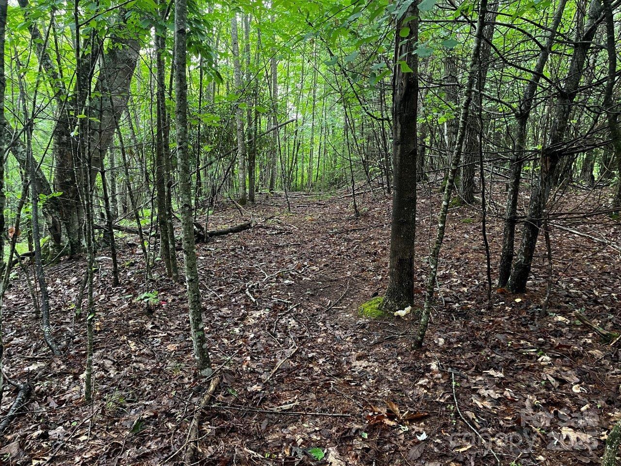 Tbd Flat Springs Road Elk Park, NC 28622 - Photo 46 of 48 a view of a forest with trees in the background