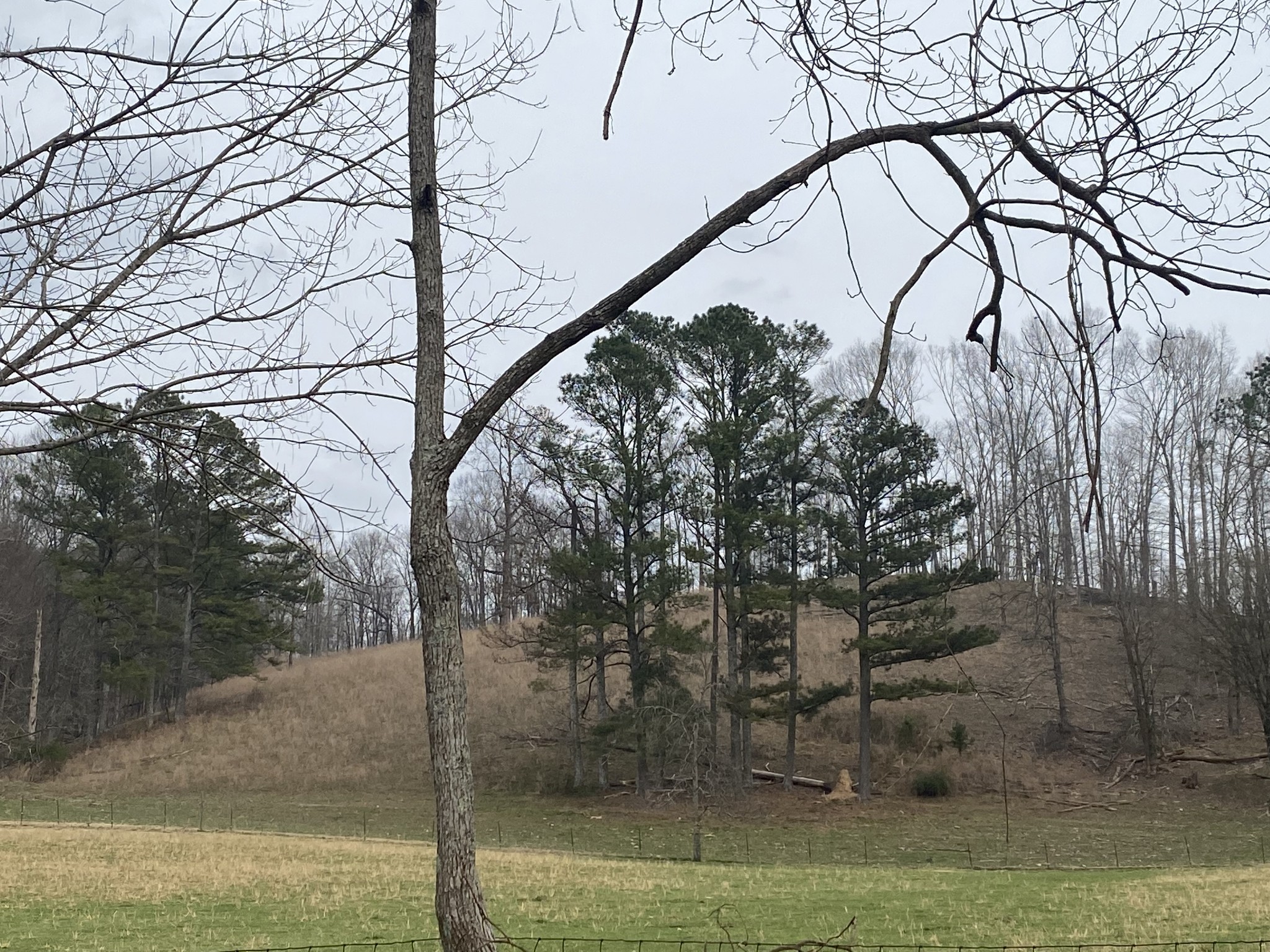 0 Powell School Road Goodspring, TN 38460 - Photo 1 of 16 a view of a yard with a tree