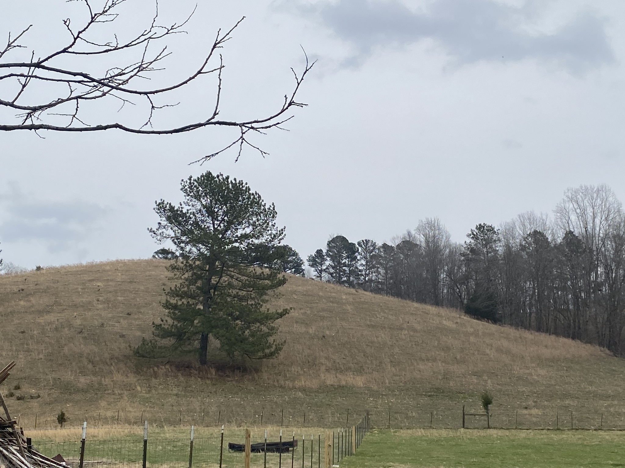 0 Powell School Road Goodspring, TN 38460 - Photo 6 of 16 a view of a dry yard with trees in the background