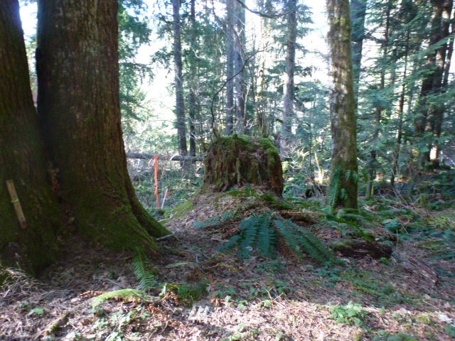 52608 South Riverside Road Gold Bar, WA 98251 - Photo 7 of 20