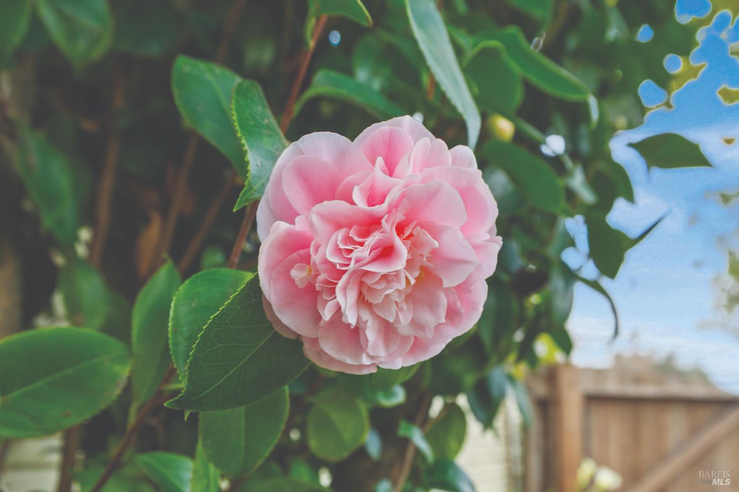 728 Charles Street Santa Rosa, CA 95404 - Photo 24 of 30