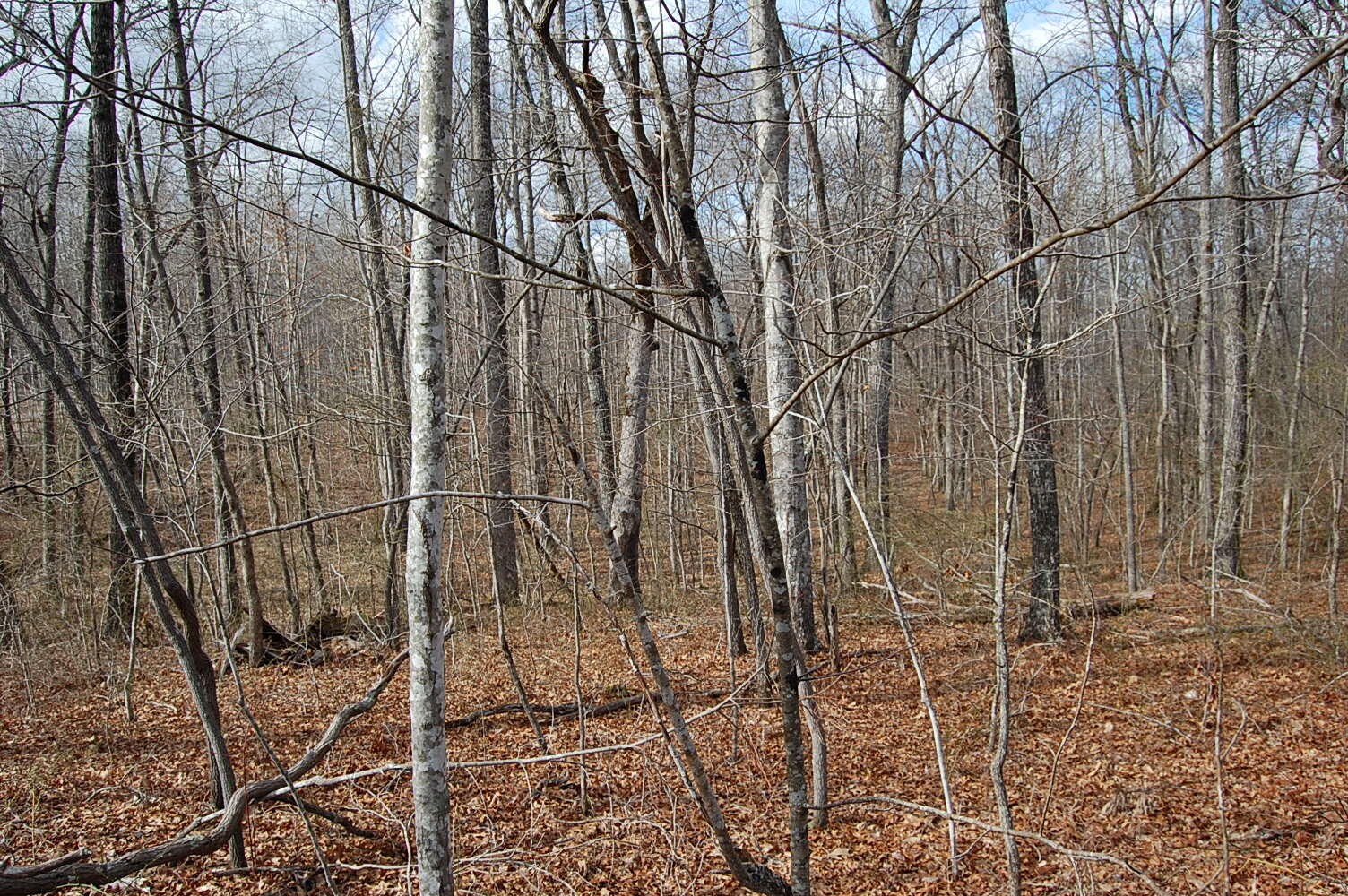 13 Green Forest Road Dunlap, TN 37327 - Photo 32 of 35