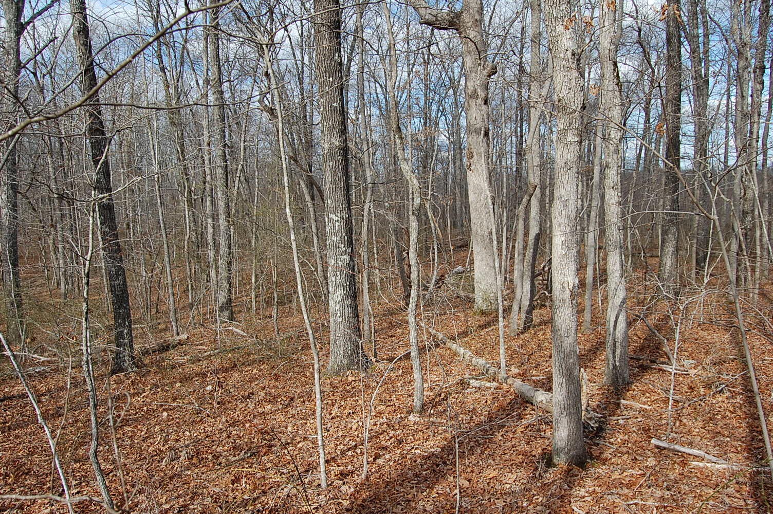 13 Green Forest Road Dunlap, TN 37327 - Photo 33 of 35