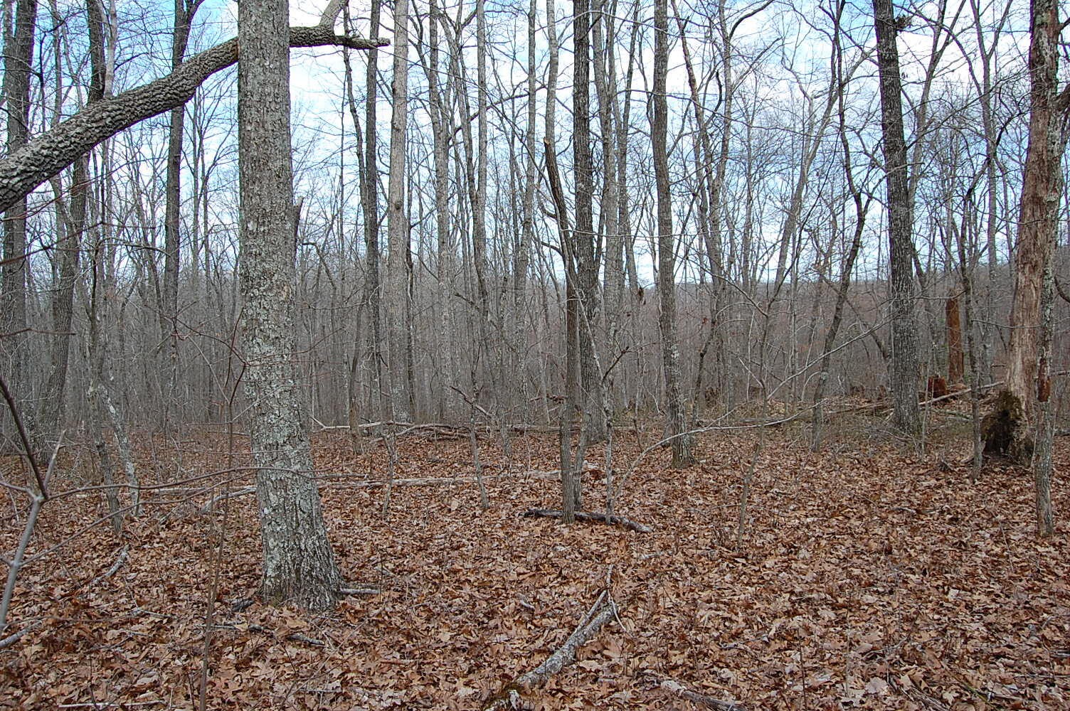13 Green Forest Road Dunlap, TN 37327 - Photo 9 of 35