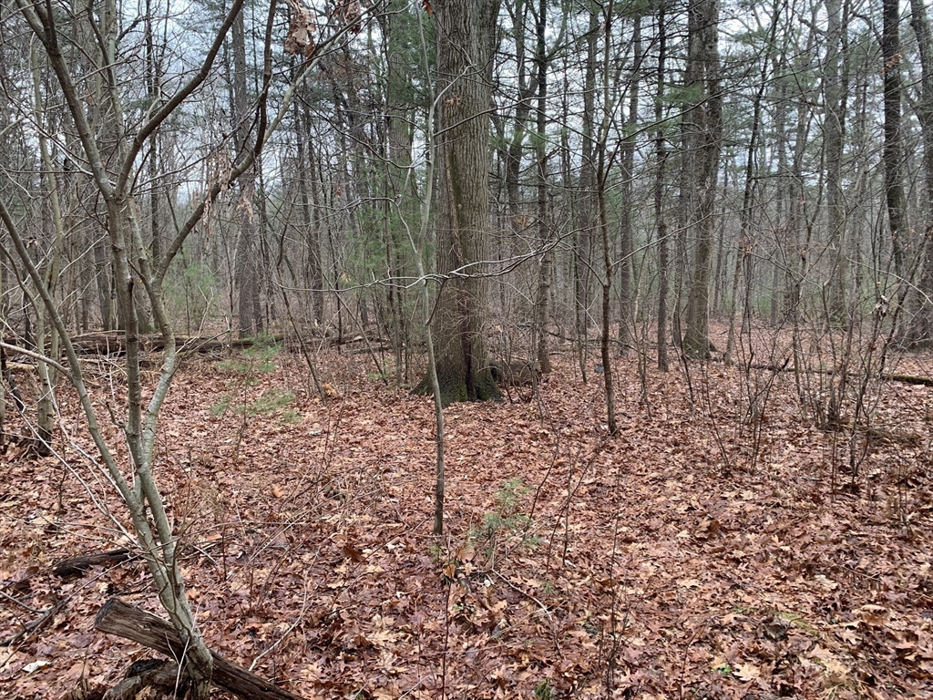 767 Stony Hill Road Wilbraham, MA 01095 - Photo 3 of 11 a view of a backyard with trees
