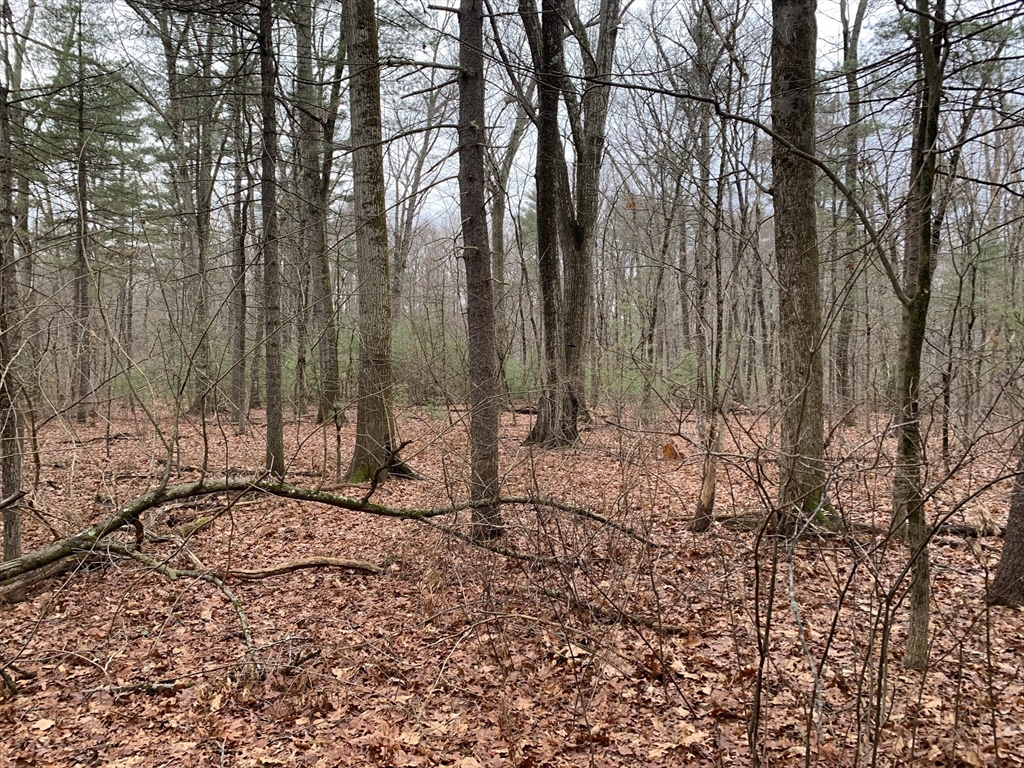 767 Stony Hill Road Wilbraham, MA 01095 - Photo 4 of 11 a view of a backyard with trees