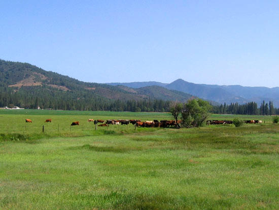 8909 Oro Fino Road Fort Jones, CA 96032 - Photo 1 of 11 E cattle pasture - COVER
