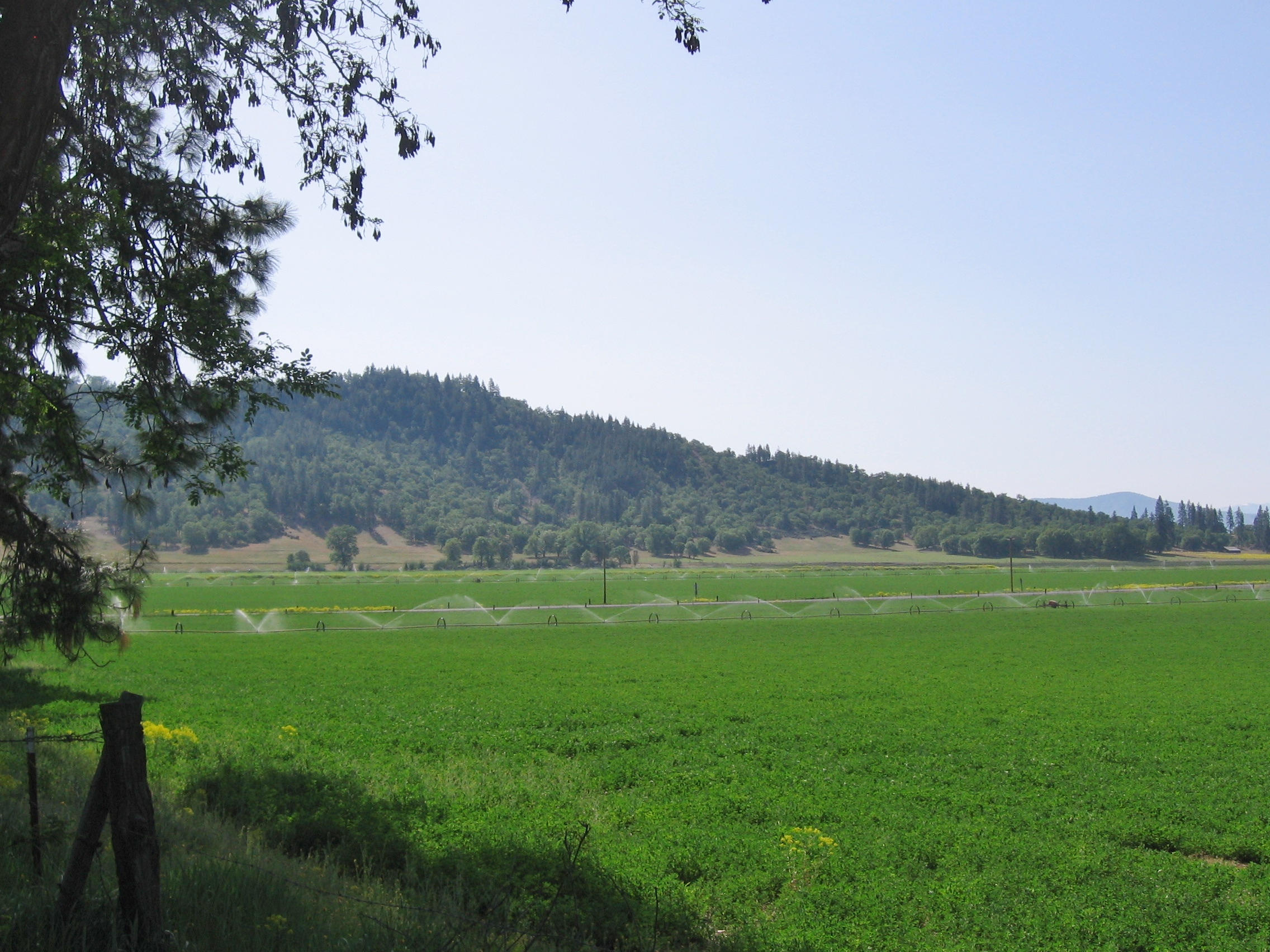 8909 Oro Fino Road Fort Jones, CA 96032 - Photo 8 of 11 O Ranch South alfalfa field D looking Ea