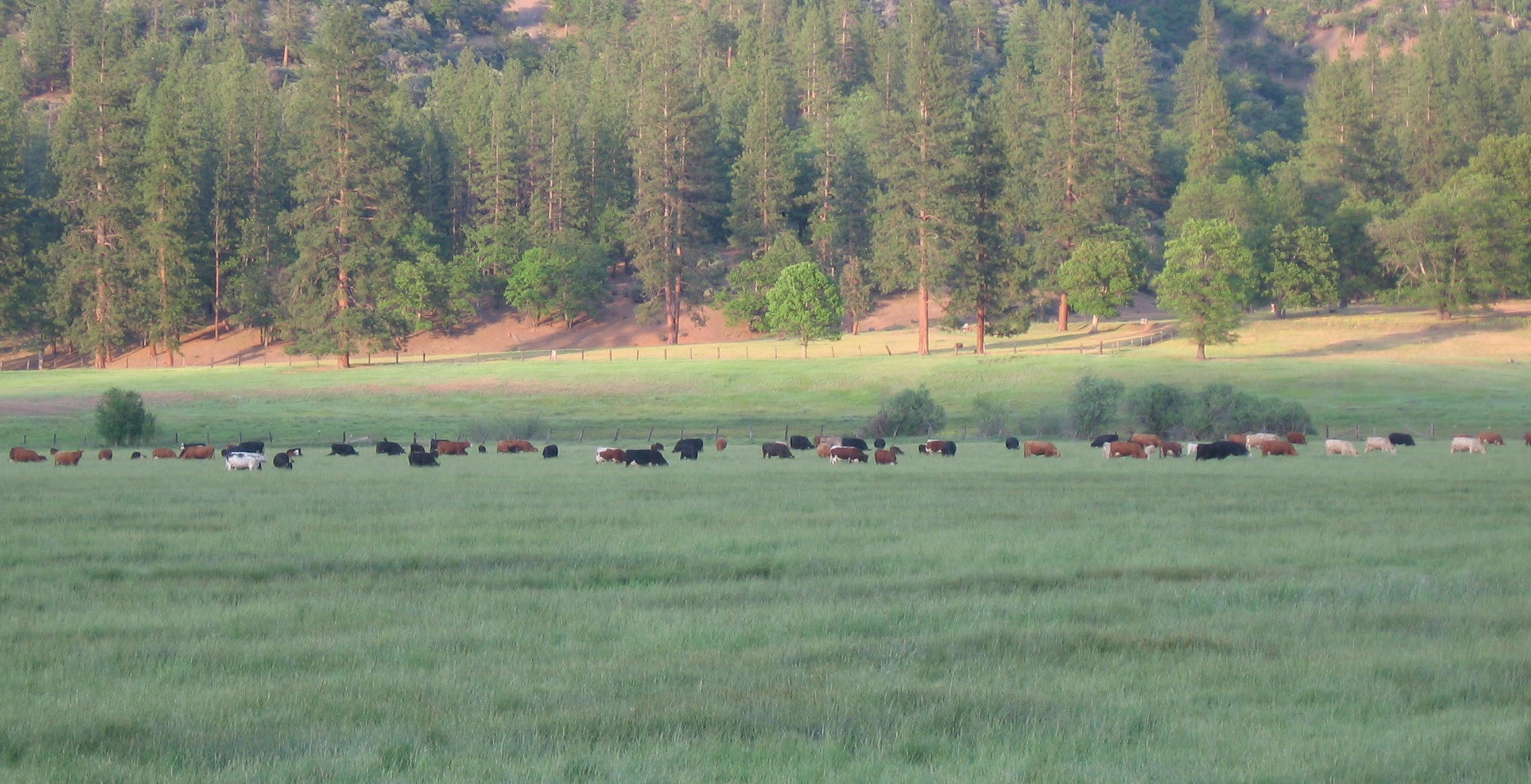 8909 Oro Fino Road Fort Jones, CA 96032 - Photo 10 of 11 F cattle at dusk