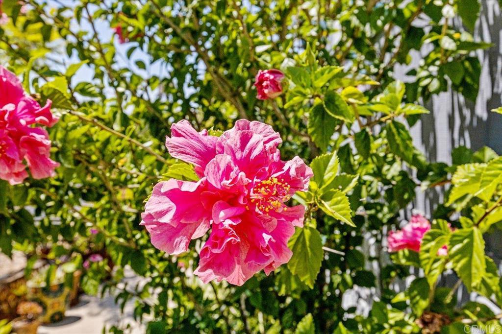 18218 Paradise Mountain Road, Unit 116 Valley Center, CA 92082 - Photo 22 of 35 a view of a flower