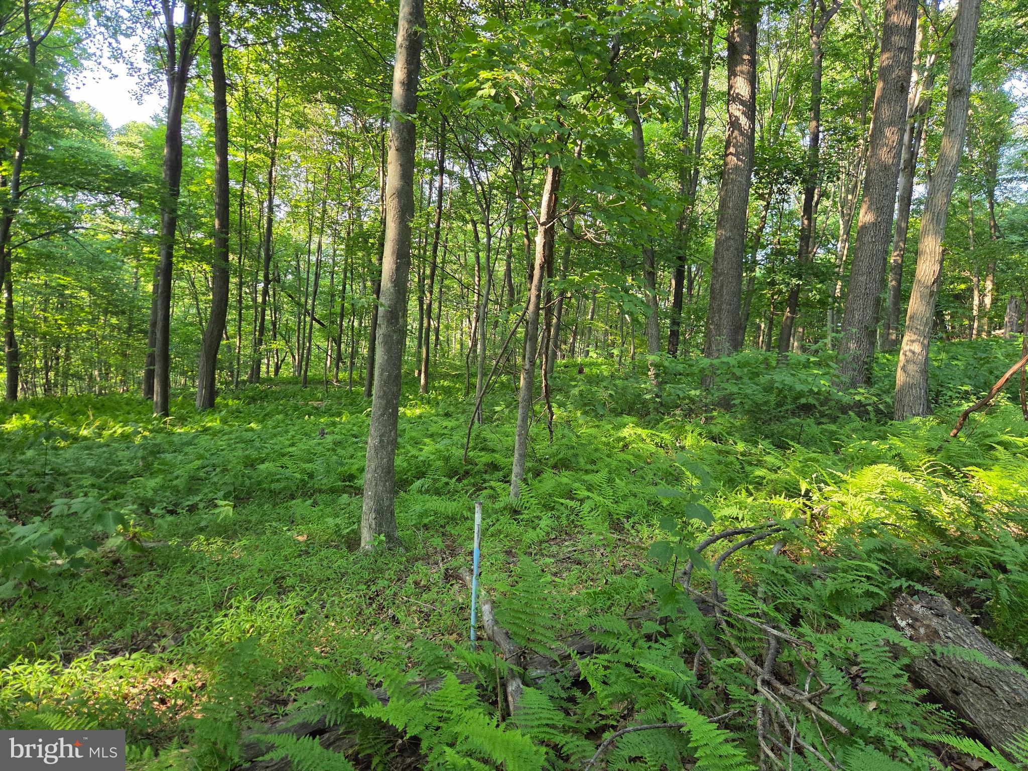 0 Carlisle Gap Road Lewistown, PA 17044 - Photo 18 of 53