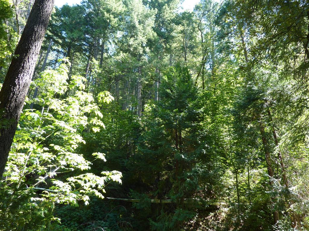 40-acres Off Fern Road Whitmore, CA 96096 - Photo 11 of 23 a view of a tree