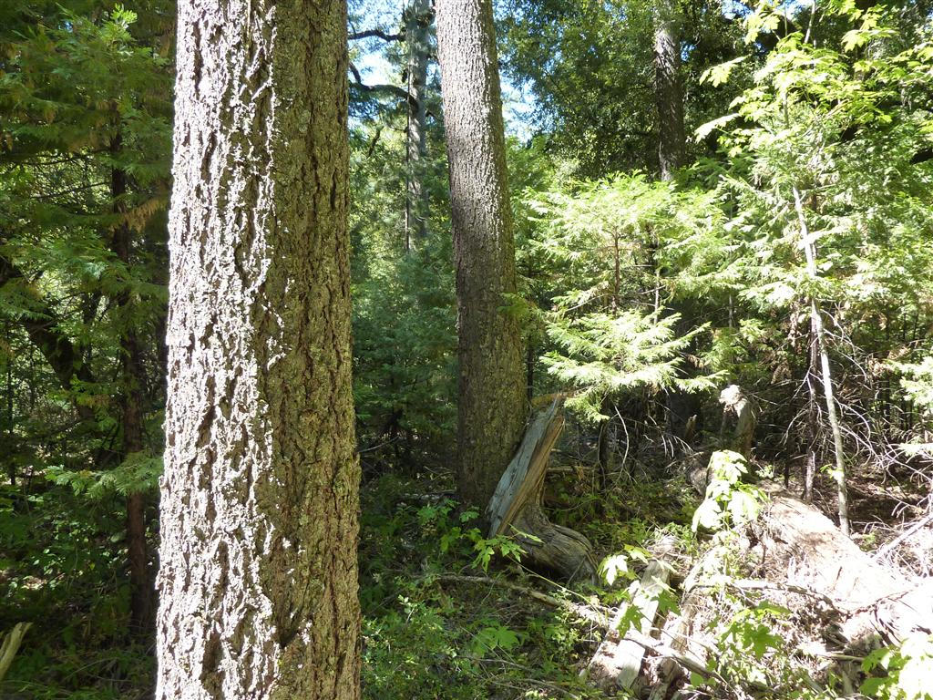 40-acres Off Fern Road Whitmore, CA 96096 - Photo 12 of 23 a backyard of a building