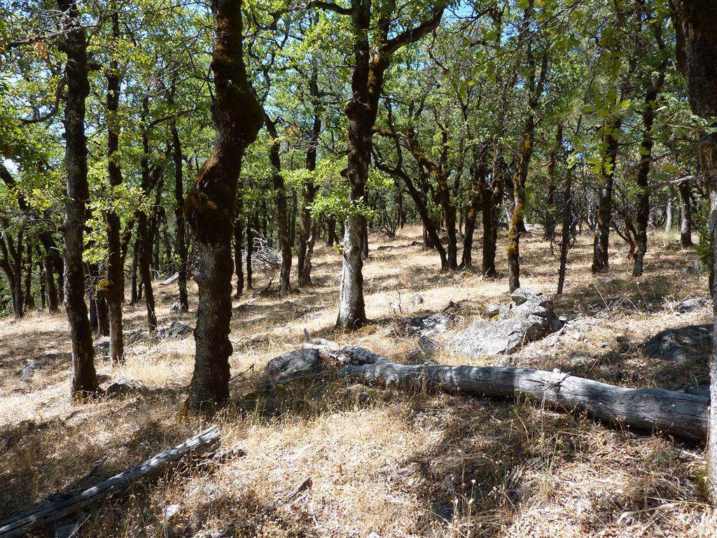 40-acres Off Fern Road Whitmore, CA 96096 - Photo 15 of 23 a view of a tree with a yard