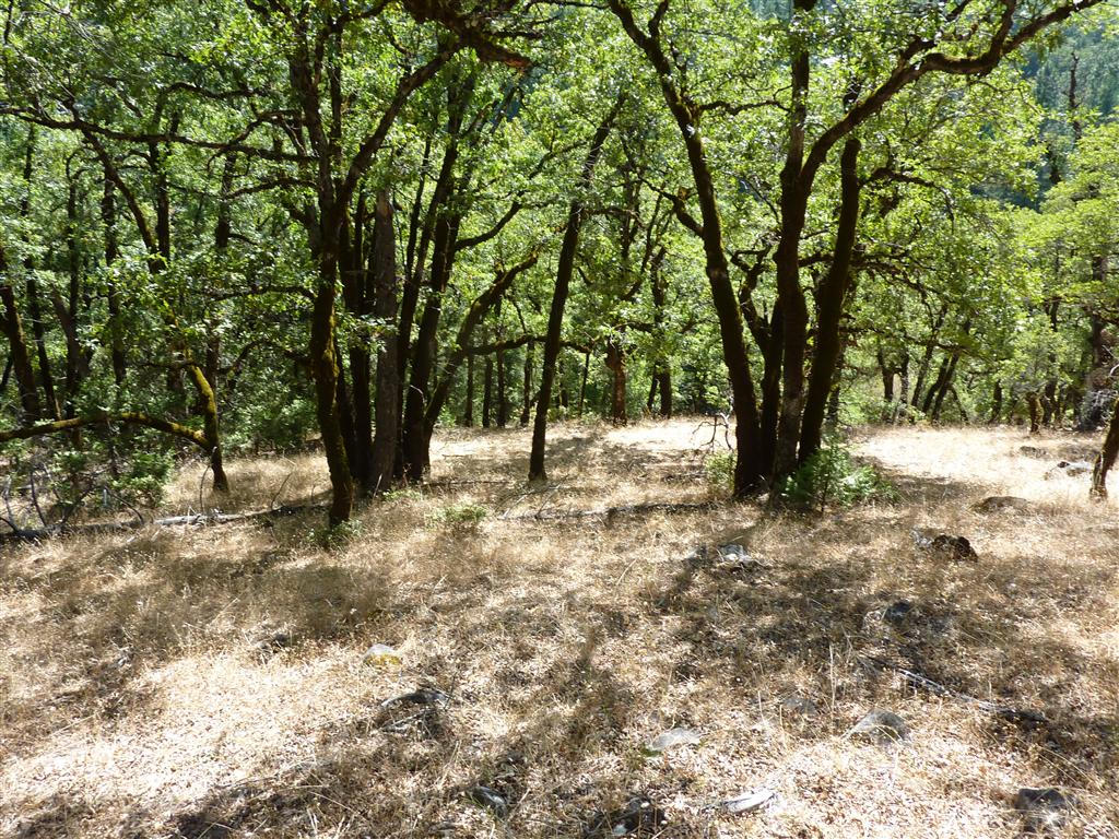 40-acres Off Fern Road Whitmore, CA 96096 - Photo 16 of 23 a view of outdoor space with trees