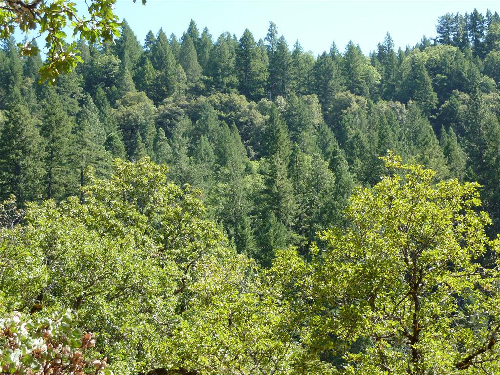 40-acres Off Fern Road Whitmore, CA 96096 - Photo 17 of 23 an aerial view of a houses with a yard