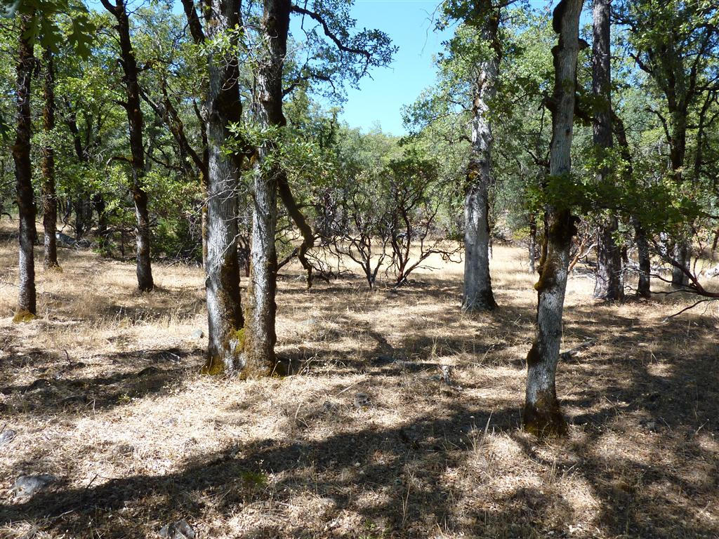40-acres Off Fern Road Whitmore, CA 96096 - Photo 18 of 23 a view of outdoor space with trees