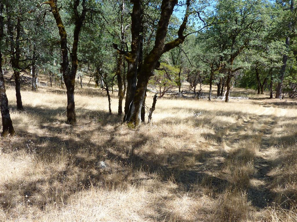 40-acres Off Fern Road Whitmore, CA 96096 - Photo 19 of 23 a view of outdoor space with trees