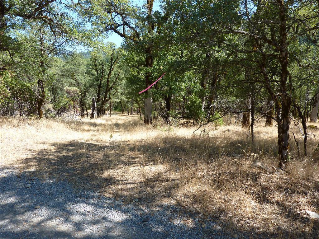 40-acres Off Fern Road Whitmore, CA 96096 - Photo 20 of 23 a view of dirt yard with a large tree