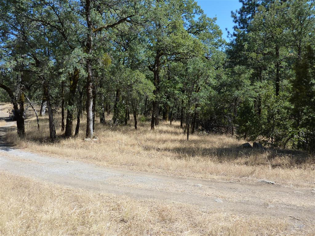 40-acres Off Fern Road Whitmore, CA 96096 - Photo 21 of 23 a backyard of a house with lots of green space