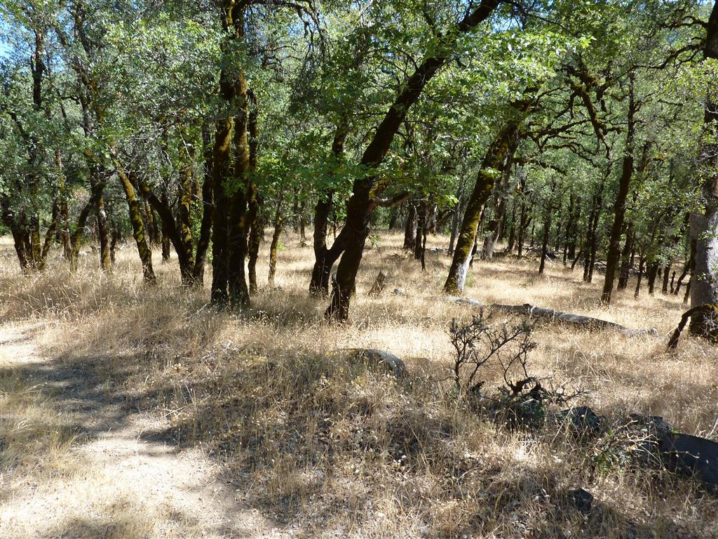 40-acres Off Fern Road Whitmore, CA 96096 - Photo 22 of 23 a view of open space with trees